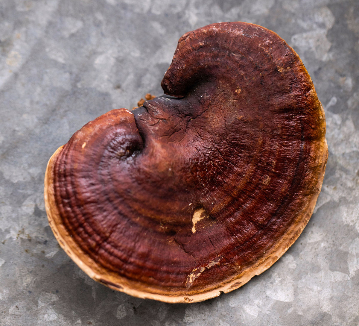 Fun Mushroom Facts You May Not Know! – Tamim Teas