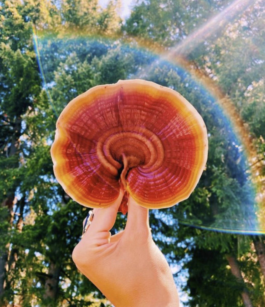 An orange hued reishi mushroom is held up in front of a background of green trees and blue sky while a rainbow flashes in the camera