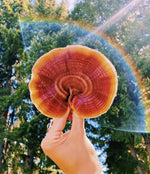 An orange hued reishi mushroom is held up in front of a background of green trees and blue sky while a rainbow flashes in the camera