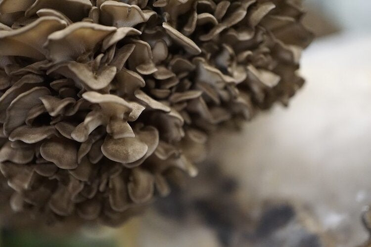 Maitake Mushroom Benefits Tea Drinker's Guide Tamim Teas