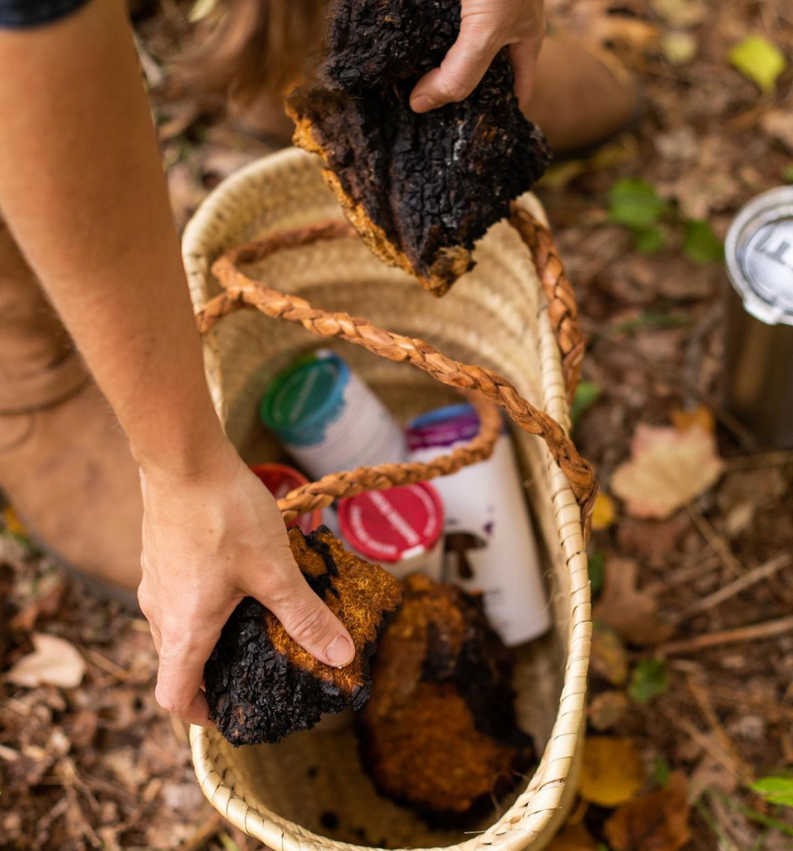 Foraging Mushrooms – Tamim Teas
