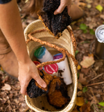 A harvester puts a chunk of chaga into a foraging basket alongside several containers of Tamim Teas.