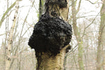 chaga mushroom